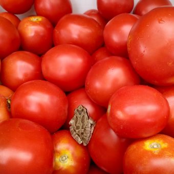 Organic Fakel Tomato Seed