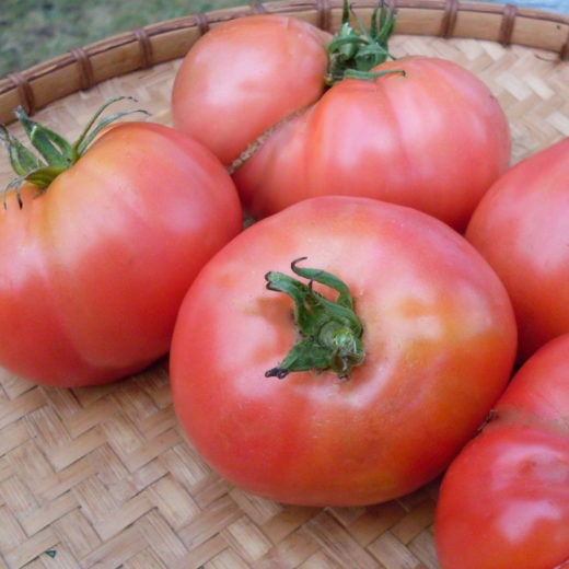Katja Tomato