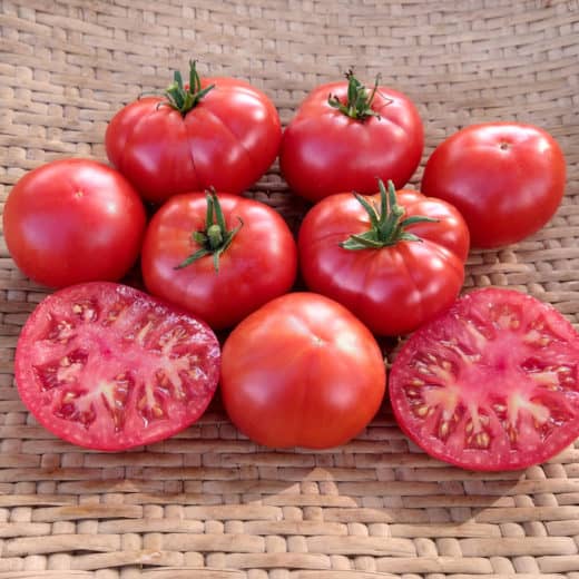 Organic Perfect Rogue Tomato Seeds