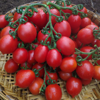 Organic Principe Borghese Tomato Seed