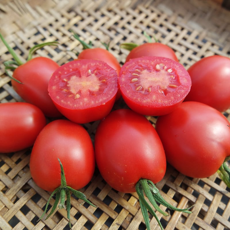Tomato, Rosabec (Organic) - Adaptive Seeds