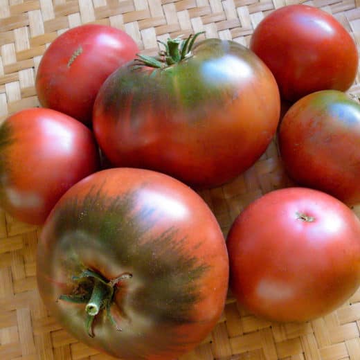 Organic Sokolades Tomato seed