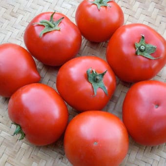 Organic Spring King tomato seed