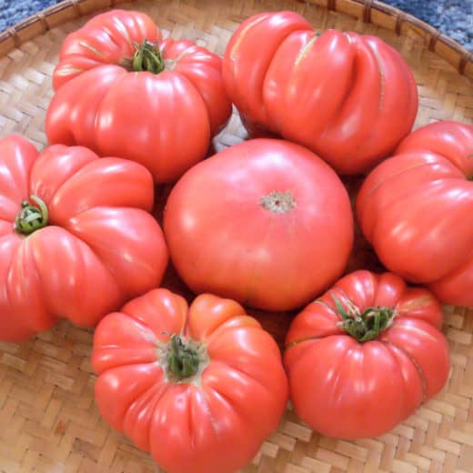 Organic Tiffen Mennonite tomato seed