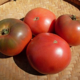 Sarah Black Tomato