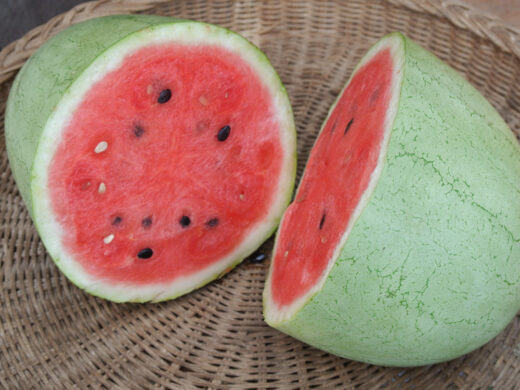 Organic Bozeman Watermelon Seed
