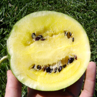 Organic Early Moonbeam Watermelon Seed