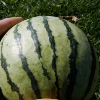 Organic Early Moonbeam Watermelon Seed