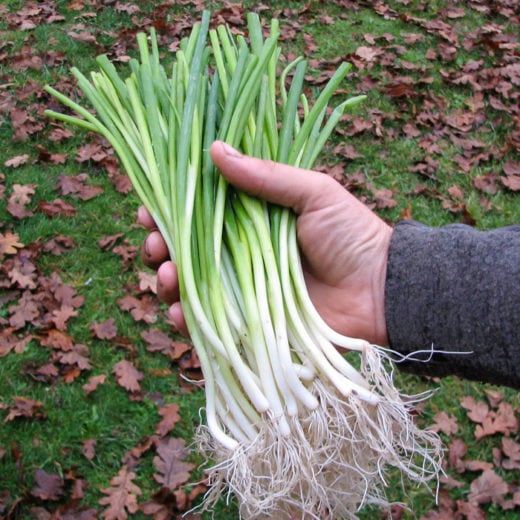 Organic White Spear Green Onion Seed