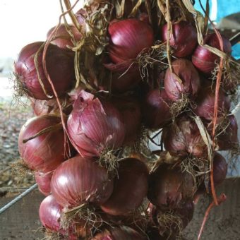 Onion, Maria Nagy's Transylvanian Red (Organic)