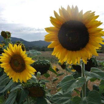 Sunflower, Hungarian Black Seeded (Organic)