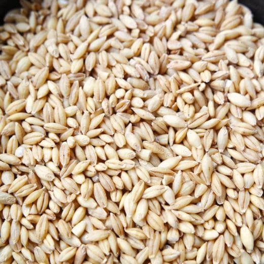 Barley, Lawina Hulless (Organic)
