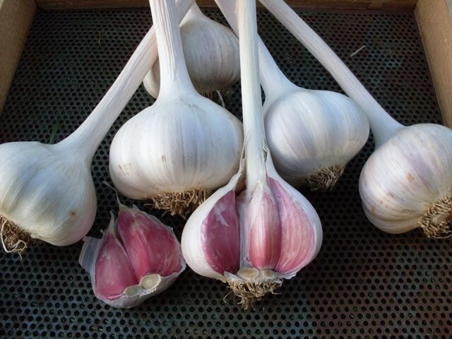 Organic Romanian Red Seed Garlic Pink clove wrappers