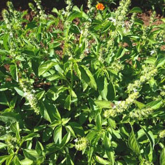 Thai Lemon Basil Organic Thai Lemon Basil seed flowering