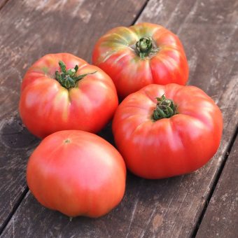Tomato, Pruden’s Purple