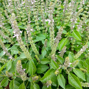 Basil, Tulsi / Sacred (Organic)