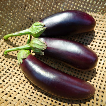 Organic Astrakom Eggplant Seeds