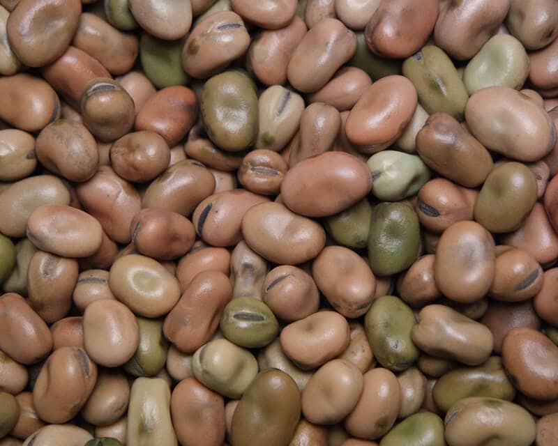 Fava Bean, Sweet Lorane (Organic) - Adaptive Seeds