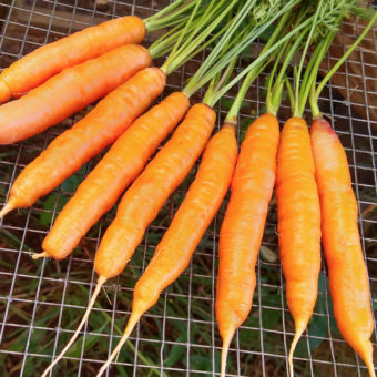 Organic Hilmar nantes Carrot seed