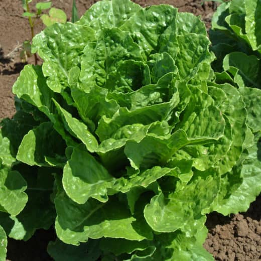 Organic Augustus lettuce seed