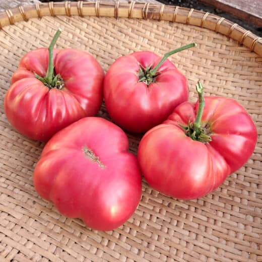 Organic Pruden’s Purple Tomato Seed