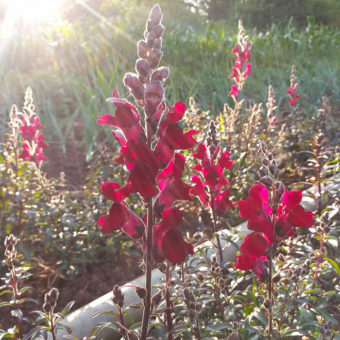 Black Prince Snapdragon