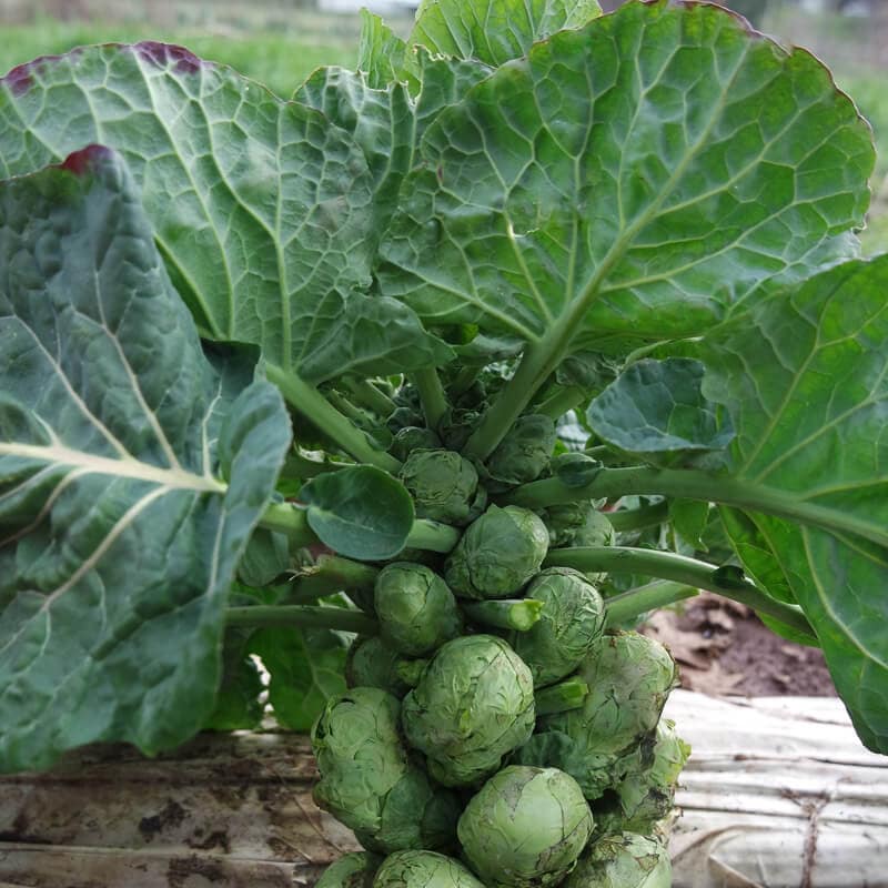 Economy Early Half Tall Brussels Sprout 200 Seeds Vegetable 