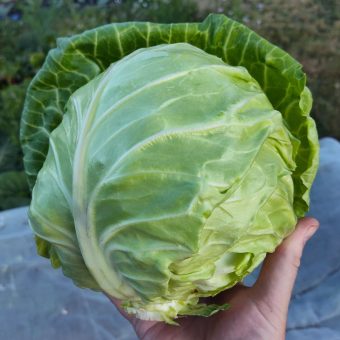 Organic Primax Cabbage Seed