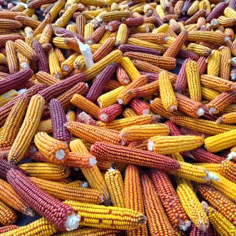 Organic Open Oak Party Mix Dent Corn Seed