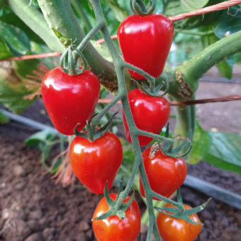 Organic Gardener's Sweetheart Tomato seed