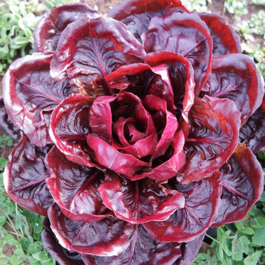 Organic Grumolo Rosso Chicory Seed