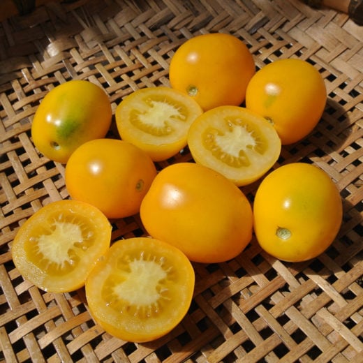 Lämpchen Tomato