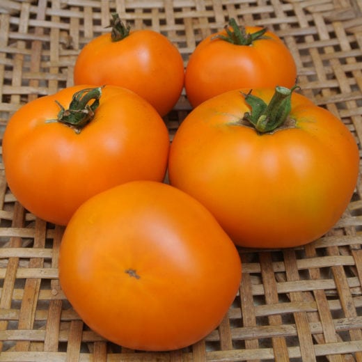 Orange King Tomato