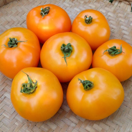 Organic Orange You Glad Tomato Seed