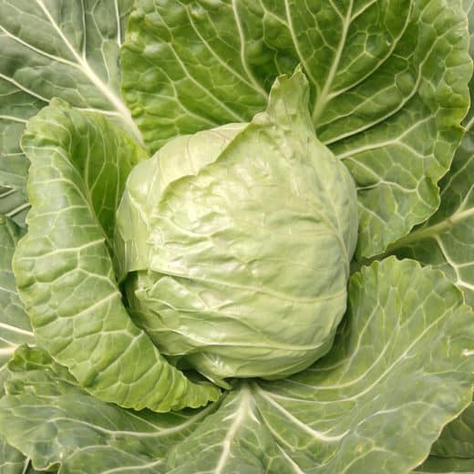 Organic Primax Cabbage Seed