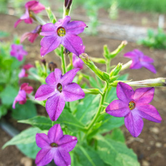 Purple Purfume Nicotiana flowering tobacco