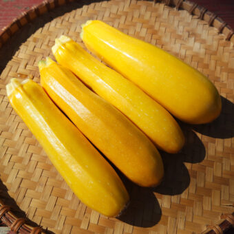 Organic Rheinau Gold Zucchini Summer Squash Seed