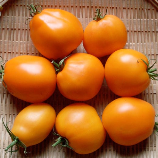 Siberian Orange Tomato