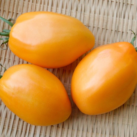 Siberian Orange Tomato