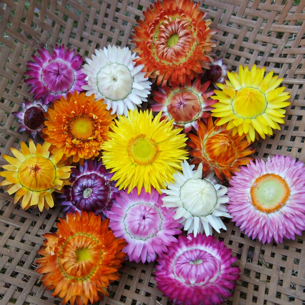 Strawflower, Monstrosum Mix Adaptive Seeds