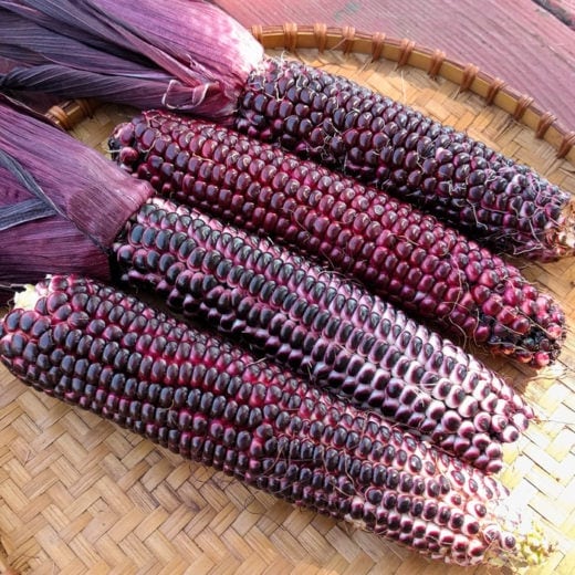 Organic Double Red Sweet Corn Seed