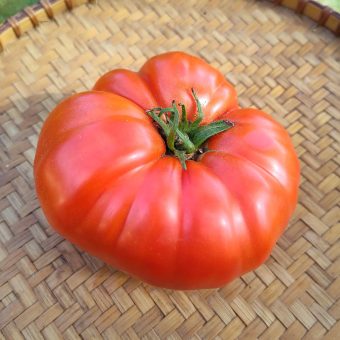 Organic Pusztakolosz Tomato Seed