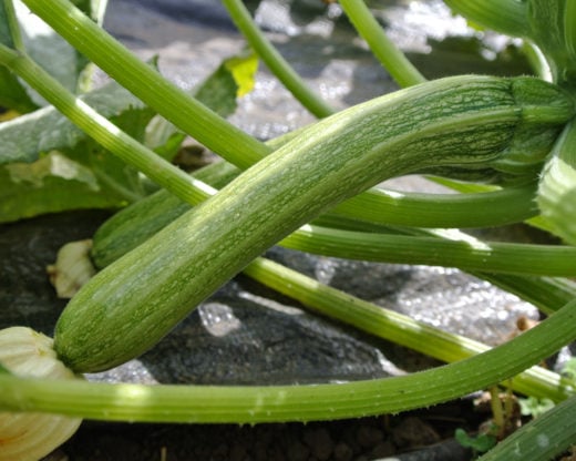 Organic Zucchini San Pasquale Seed