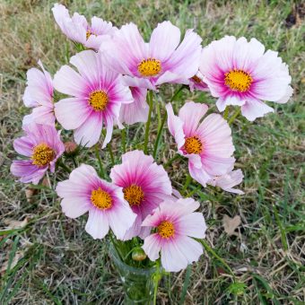 Organic Daydream Cosmos seed