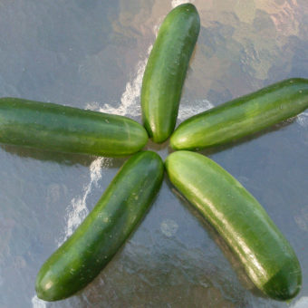 Organic Mideast Peace Cucumber Seed