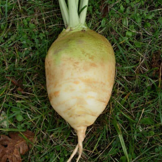 Organic Nadmorska Rutabaga seed