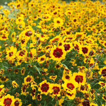 Organic Tall Plains Coreopsis seed
