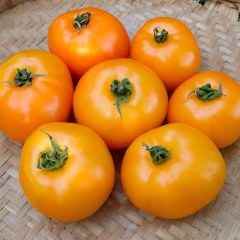 Organic Orange You Glad Tomato Seed