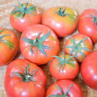 Gregory's Altai Tomato