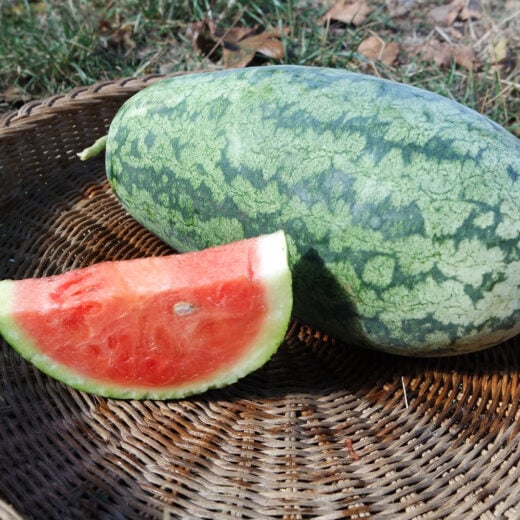 Organic Nancy Watermelon seed